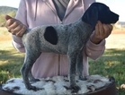Small Photo #3 German Shorthaired Pointer Puppy For Sale in GAINESVILLE, GA, USA