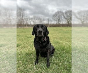 Mother of the Labrador Retriever puppies born on 04/20/2025
