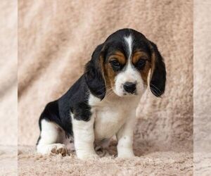 Beaglier Puppy for Sale in READING, Pennsylvania USA