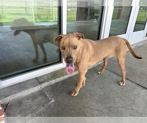 Medium Photo #2 American Staffordshire Terrier-Unknown Mix Puppy For Sale in Grand Prairie, TX, USA