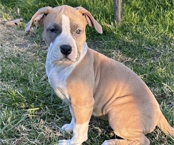 Medium Photo #1 American Bully Puppy For Sale in SALEM, IL, USA