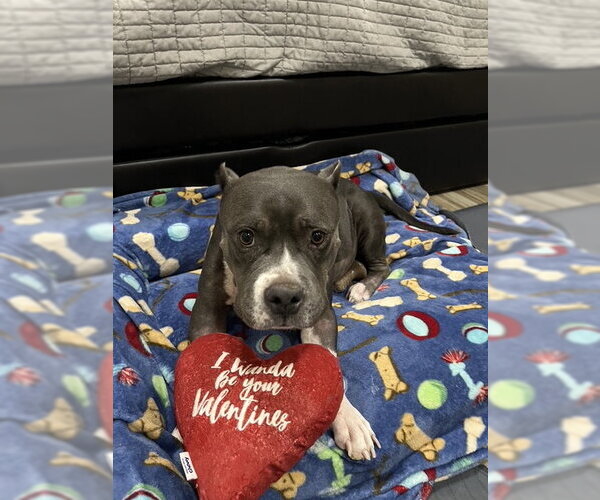 Medium Photo #2 American Staffordshire Terrier-Unknown Mix Puppy For Sale in Queen Creek, AZ, USA
