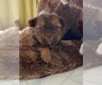 Small Photo #11 Shorkie Tzu Puppy For Sale in EDMOND, OK, USA