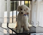 Small #6 Goldendoodle (Miniature)