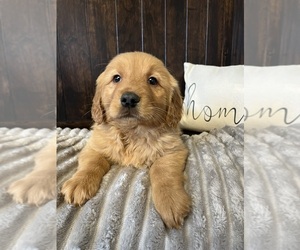 Golden Retriever Puppy for sale in INDIANAPOLIS, IN, USA