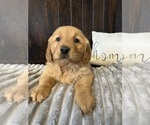 Charlie - Male Golden Retriever Puppy for Sale - Small photo