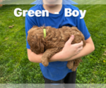 Small #1 Goldendoodle