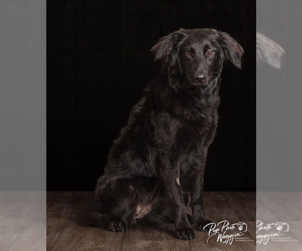 Medium Photo #7 German Shepherd Dog-Unknown Mix Puppy For Sale in Claremore, OK, USA