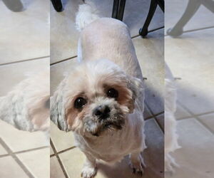 Andy - Male Shih Tzu Dog for Adoption - Photo #2