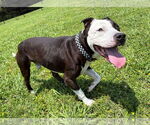 Small #1 American Pit Bull Terrier