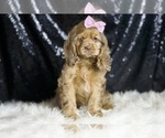 Small #4 Cocker Spaniel