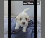 Small #2 Havanese-Zuchon Mix