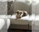 Small #8 Australian Shepherd