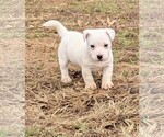 Small Photo #8 Jack Russell Terrier Puppy For Sale in APPLE GROVE, WV, USA