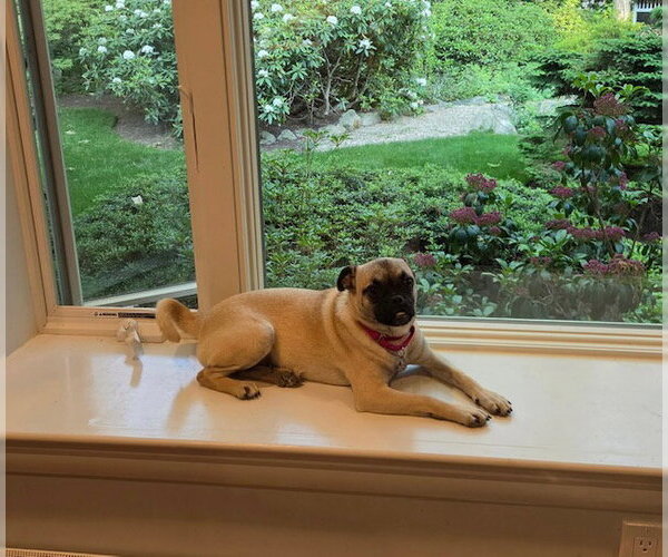 Medium Photo #1 Pug-Unknown Mix Puppy For Sale in Sterling, MA, USA