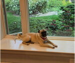 Small Pug Mix