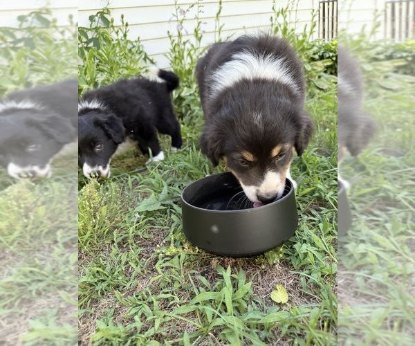 Medium Photo #10 Australian Shepherd Puppy For Sale in CHESTERFIELD TOWNSHIP, MI, USA