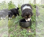 Small #9 Australian Shepherd
