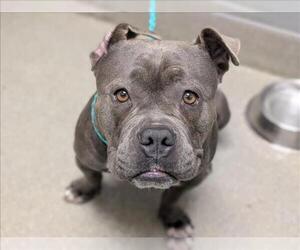 Mutt Dogs for adoption in Las Vegas, NV, USA