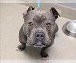 *CANDIS - Female Mutt Dog for Adoption - Small photo