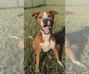 Pointer-Unknown Mix Dogs for adoption in Rosenberg, TX, USA