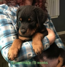 Rottweiler Puppy for sale in WADSWORTH, OH, USA