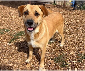 Shepradors Dogs for adoption in Santa Cruz, CA, USA