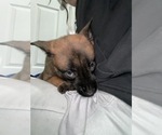 Small Photo #216 Belgian Malinois Puppy For Sale in REESEVILLE, WI, USA