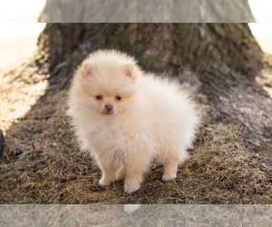 Pomeranian Puppy for sale in NAPPANEE, IN, USA