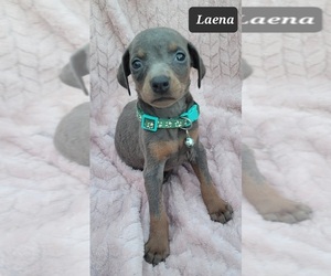 Doberman Pinscher Puppy for sale in POMEROY, OH, USA