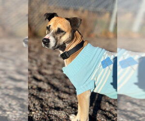 Boxer-Unknown Mix Dogs for adoption in Webster, WI, USA