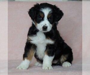 Australian Shepherd Puppy for sale in FREDERICKSBG, OH, USA