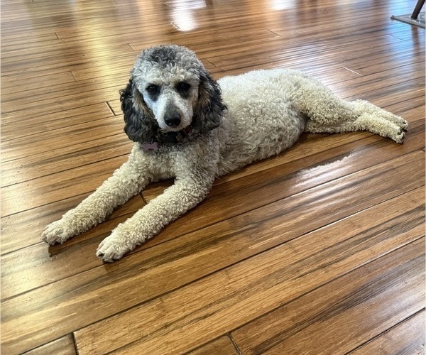 Medium Photo #1 Poodle (Miniature) Puppy For Sale in CONCORD, MN, USA