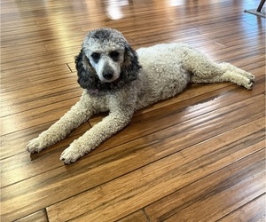 Mother of the Poodle (Miniature) puppies born on 08/30/2026