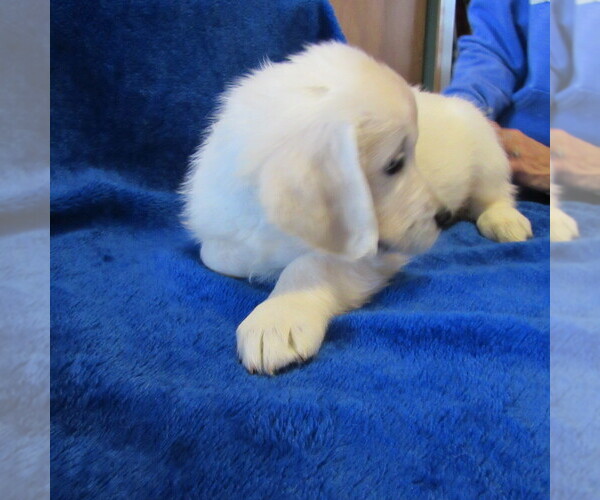 Medium Photo #16 English Cream Golden Retriever Puppy For Sale in NORTHWOOD, OH, USA