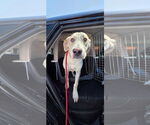 Small #5 Labrador Retriever Mix