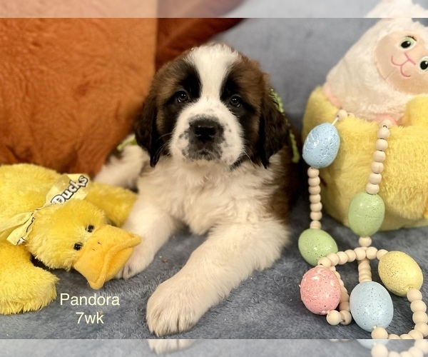 Medium Photo #2 Saint Bernard Puppy For Sale in SAVANNAH, MO, USA