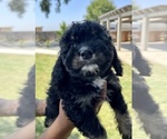 Puppy Female 1 Cock-A-Poo-Cockapoo Mix