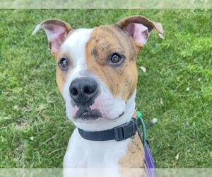 Mutt Dogs for adoption in Martinez, CA, USA