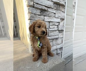 Goldendoodle (Miniature) Puppy for sale in RAYMORE, MO, USA