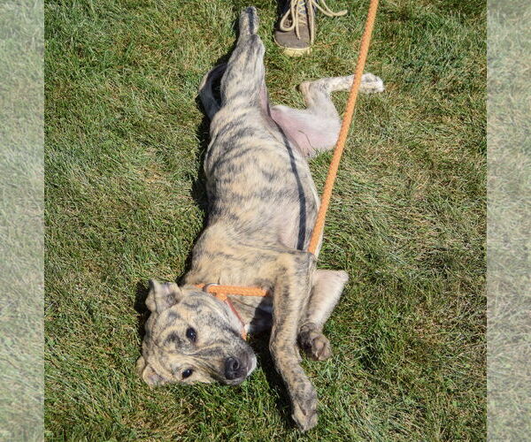 Medium Photo #3 American Staffordshire Terrier-Mastiff Mix Puppy For Sale in Huntley, IL, USA