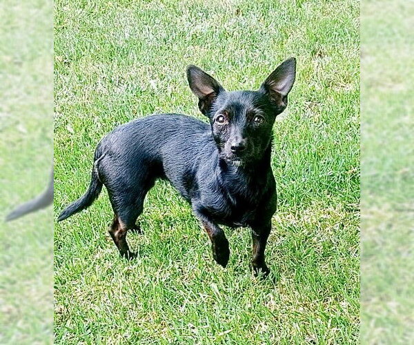 Medium Photo #2 Chihuahua Puppy For Sale in Omaha, NE, USA