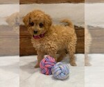 Small Photo #6 Goldendoodle-Poodle (Miniature) Mix Puppy For Sale in NEWPORT, PA, USA