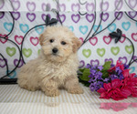 Puppy Taffy Poodle (Miniature)