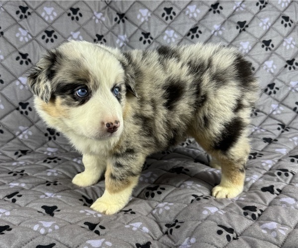 Medium Photo #5 Australian Shepherd Puppy For Sale in SALISBURY, NC, USA