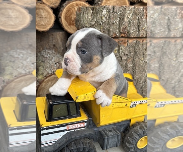 Medium Photo #3 American Bulldog Puppy For Sale in MIDDLEBURY, IN, USA