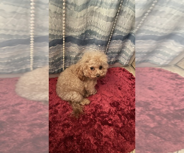 Medium Photo #1 Aussiedoodle Miniature  Puppy For Sale in HILLSBORO, KS, USA