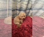 Small Photo #1 Aussiedoodle Miniature  Puppy For Sale in HILLSBORO, KS, USA