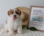 Small Photo #21 Poovanese Puppy For Sale in GOSHEN, IN, USA