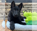 Small Photo #35 German Shepherd Dog Puppy For Sale in LENOIR, NC, USA